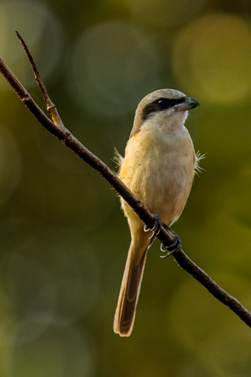 Brown Shrike