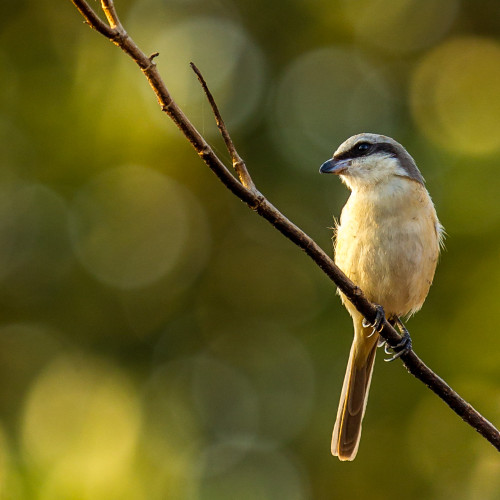 Brown Shrike