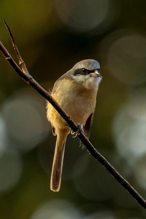 Brown Shrike