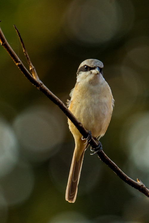 Brown Shrike