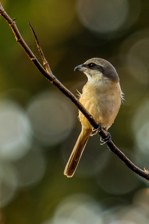 Brown Shrike