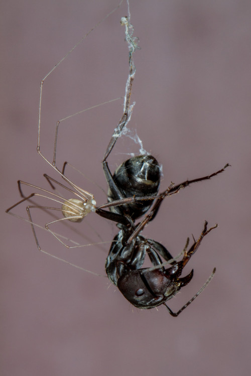 Golden Backed Ant Trapped by Cellar Spider