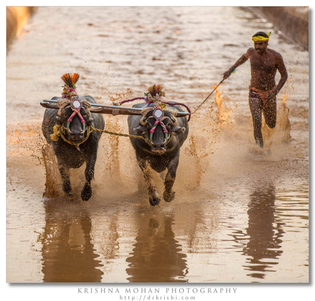 Moodabidri Kambala 2013