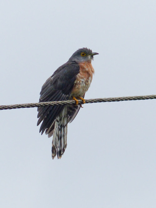 Common Hawk Cuckoo