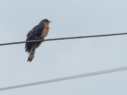 Common Hawk Cuckoo