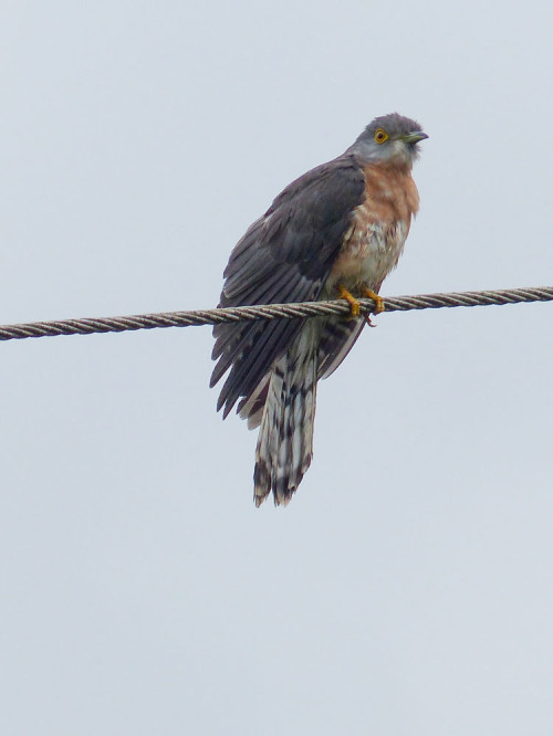 Common Hawk Cuckoo