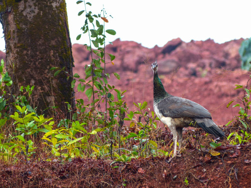 Indian Peahen