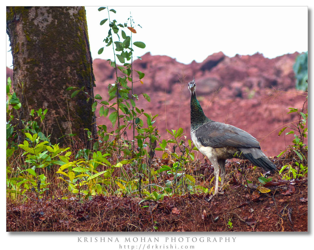 Indian Peahen