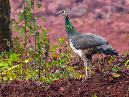 Indian Peahen