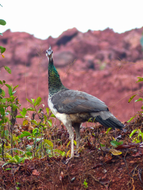 Indian Peahen