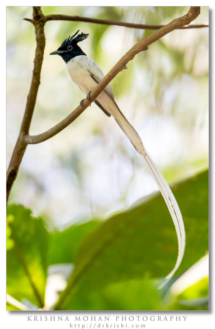 Asian Paradise Flycatcher