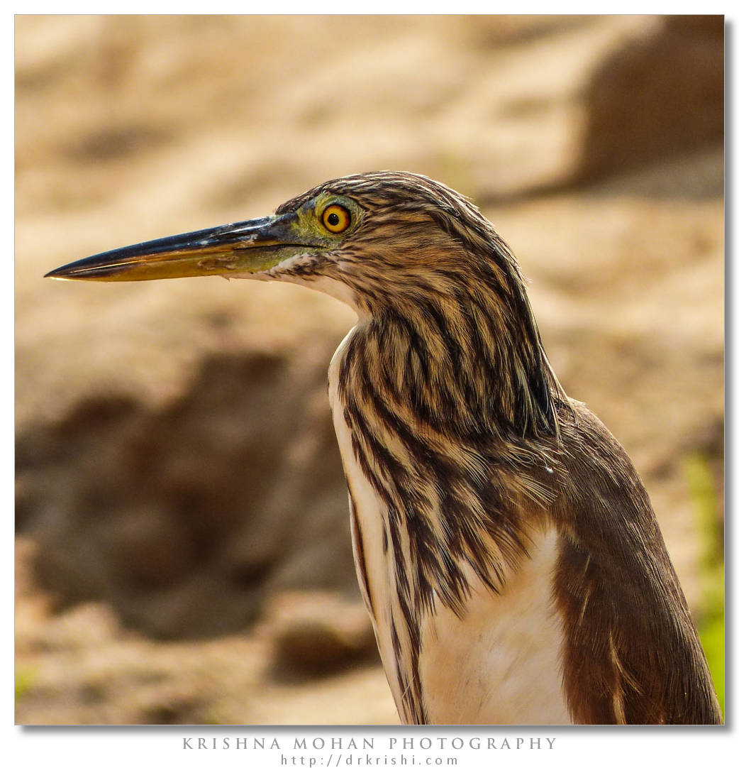 Pond Heron