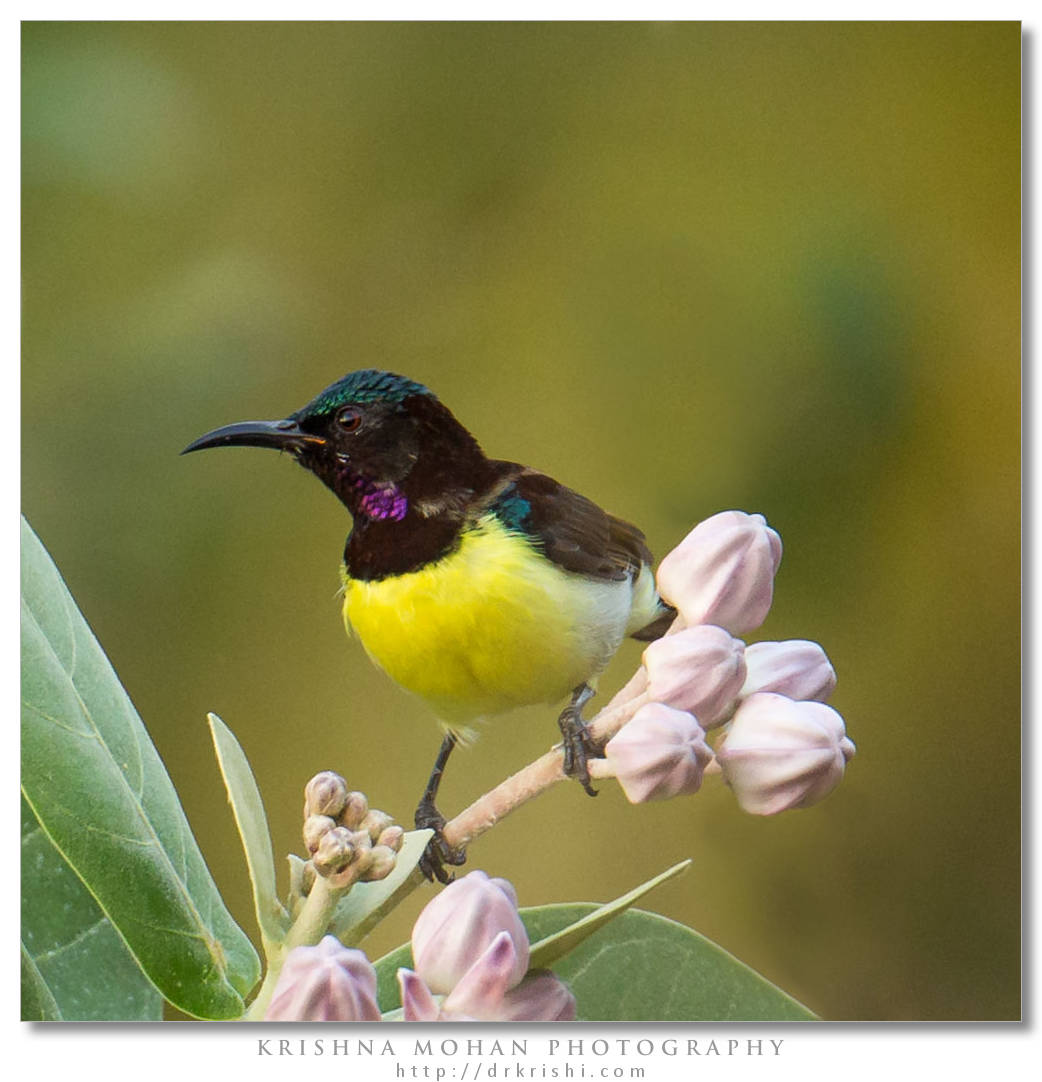 Purple-Rumped Sunbird