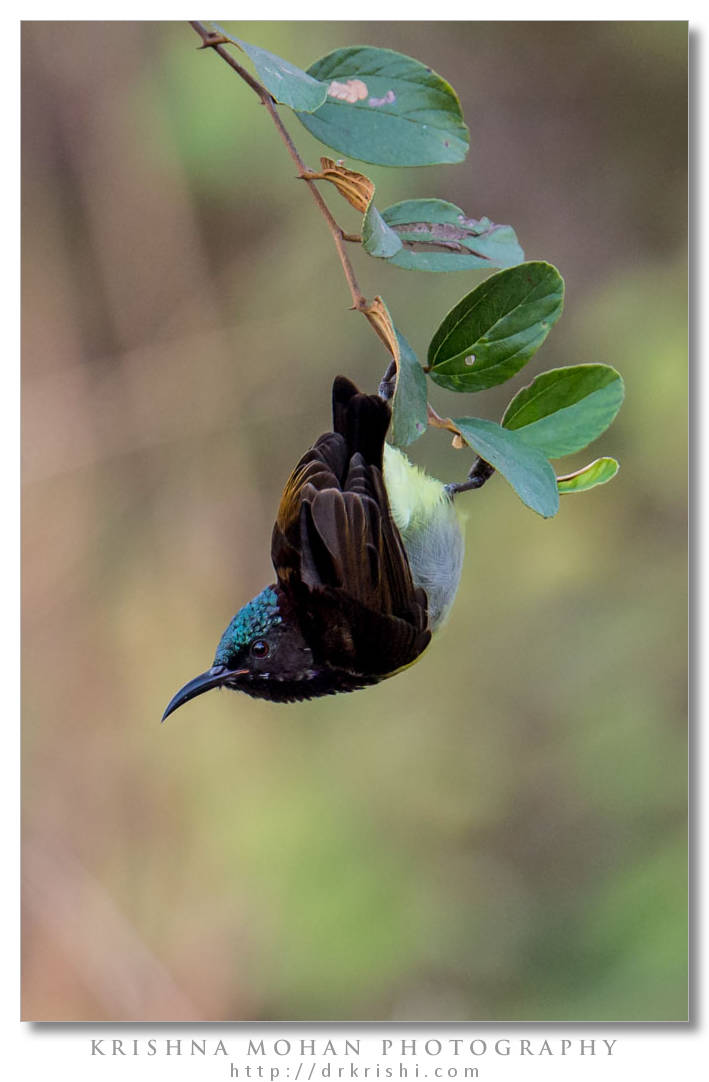 Purple-Rumped Sunbird