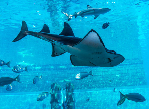 Shark Tank inside Aquaventure waterpark