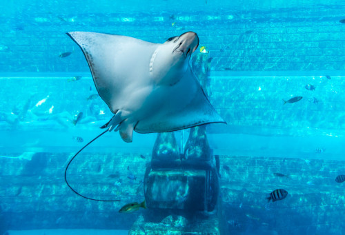 Shark Tank inside Aquaventure waterpark