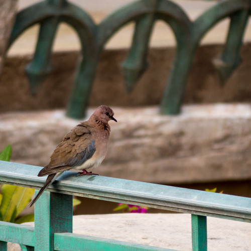 Laughng Dove