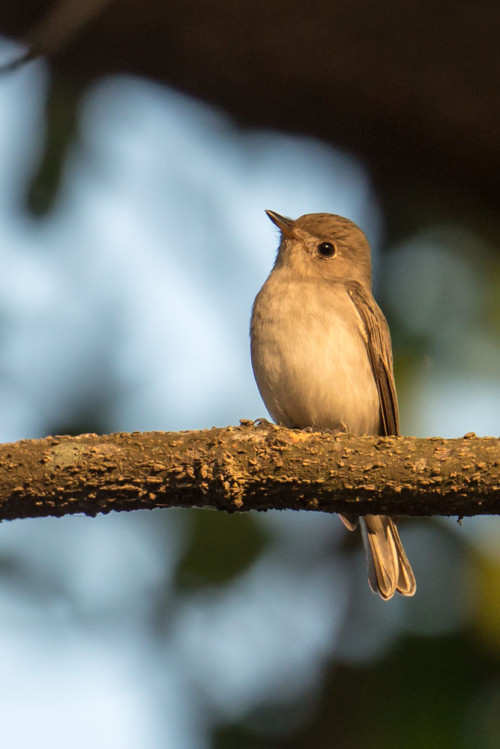 Asian Brown Flycatcher