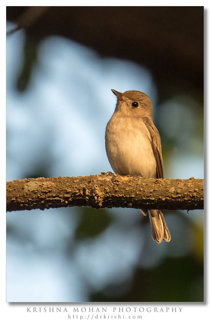 Asian Brown Flycatcher