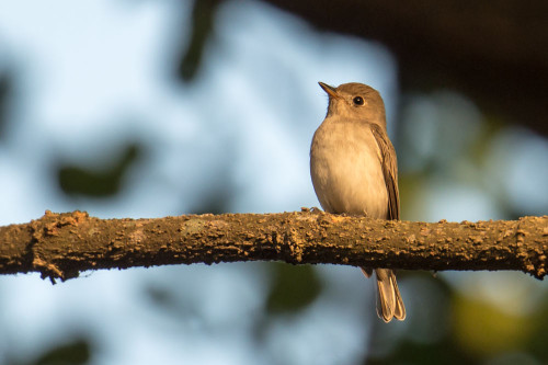 Asian Brown Flycatcher