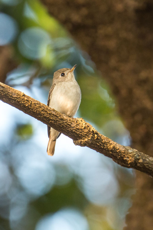 Asian Brown Flycatcher