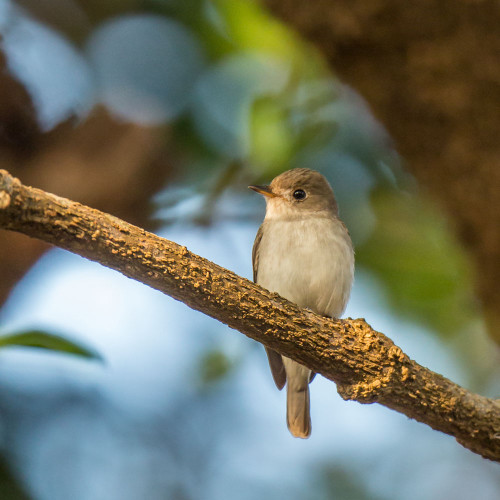 Asian Brown Flycatcher