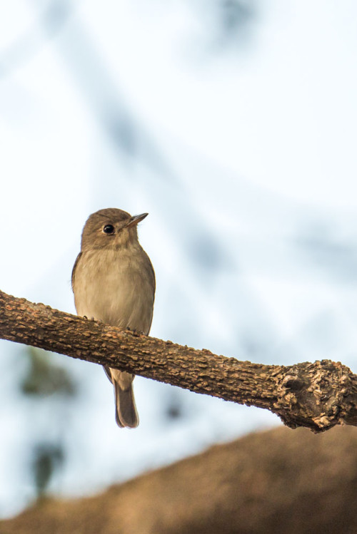 Asian Brown Flycatcher