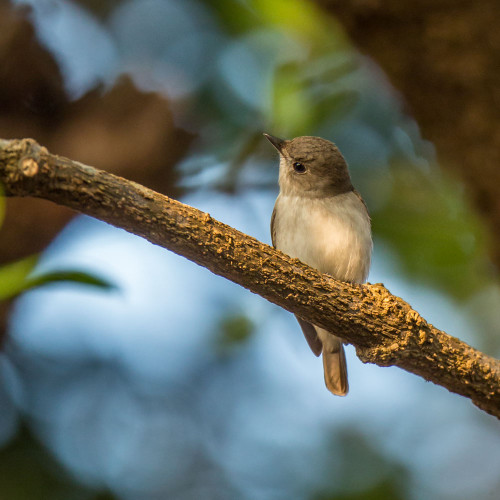 Asian Brown Flycatcher