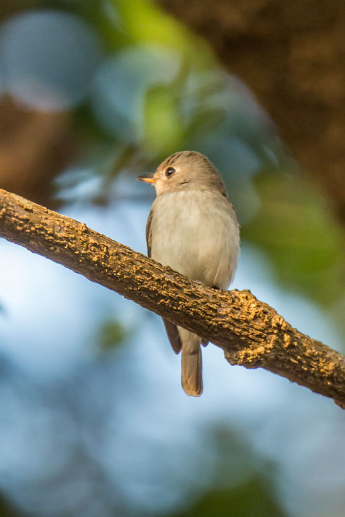 Asian Brown Flycatcher