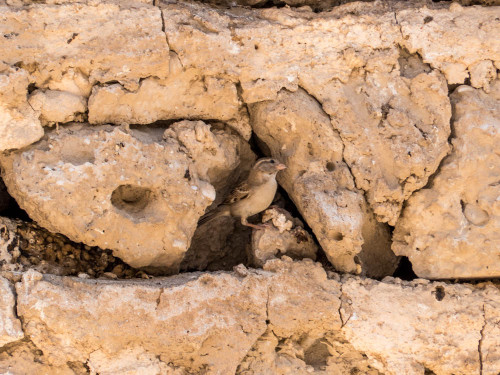 House sparrow nesting under coral stonesin Dubai Museum