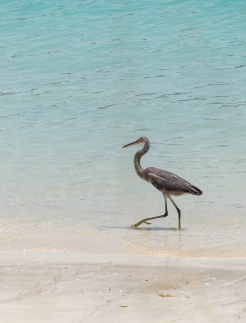 Western Reef Egret at Heritage Village