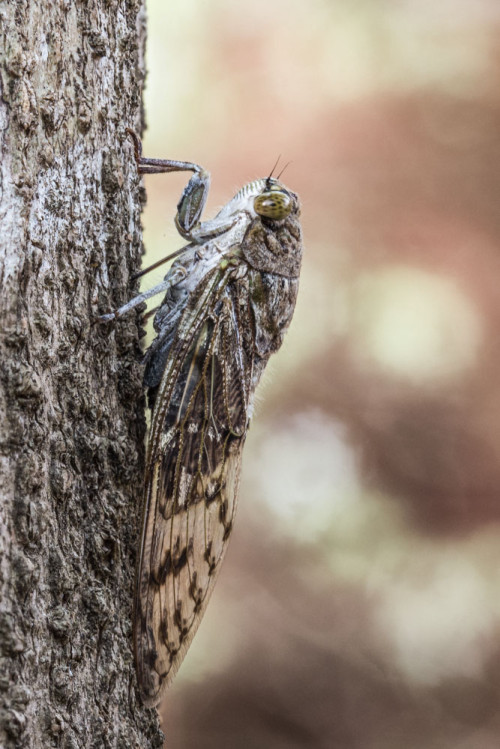 Dundubia species Cicada