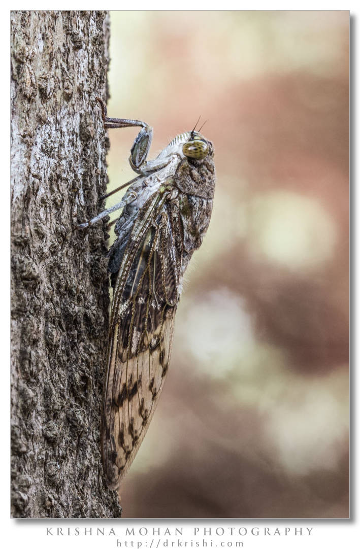 Dundubia species Cicada