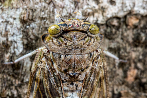 Closeup of head