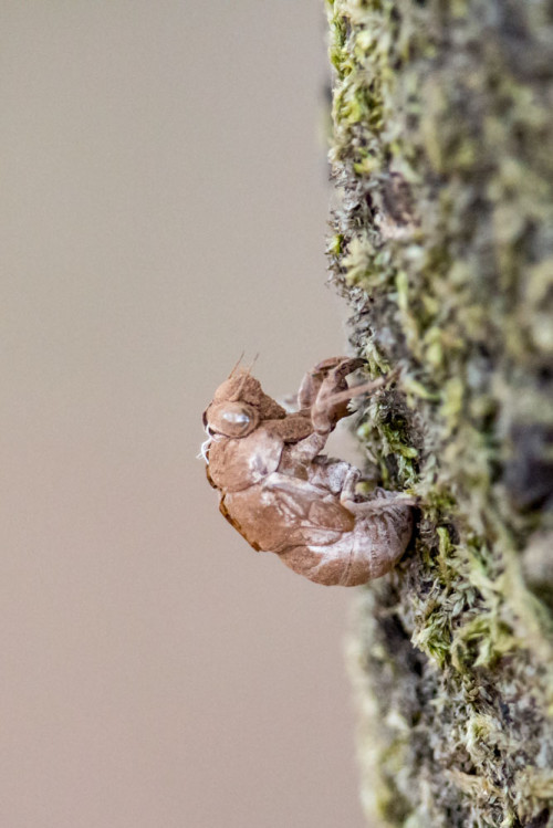 Cicada exuviae