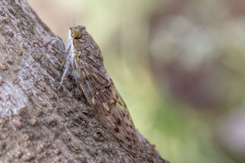 Dutch angle on cicada