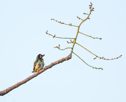 Coppersmith Barbet