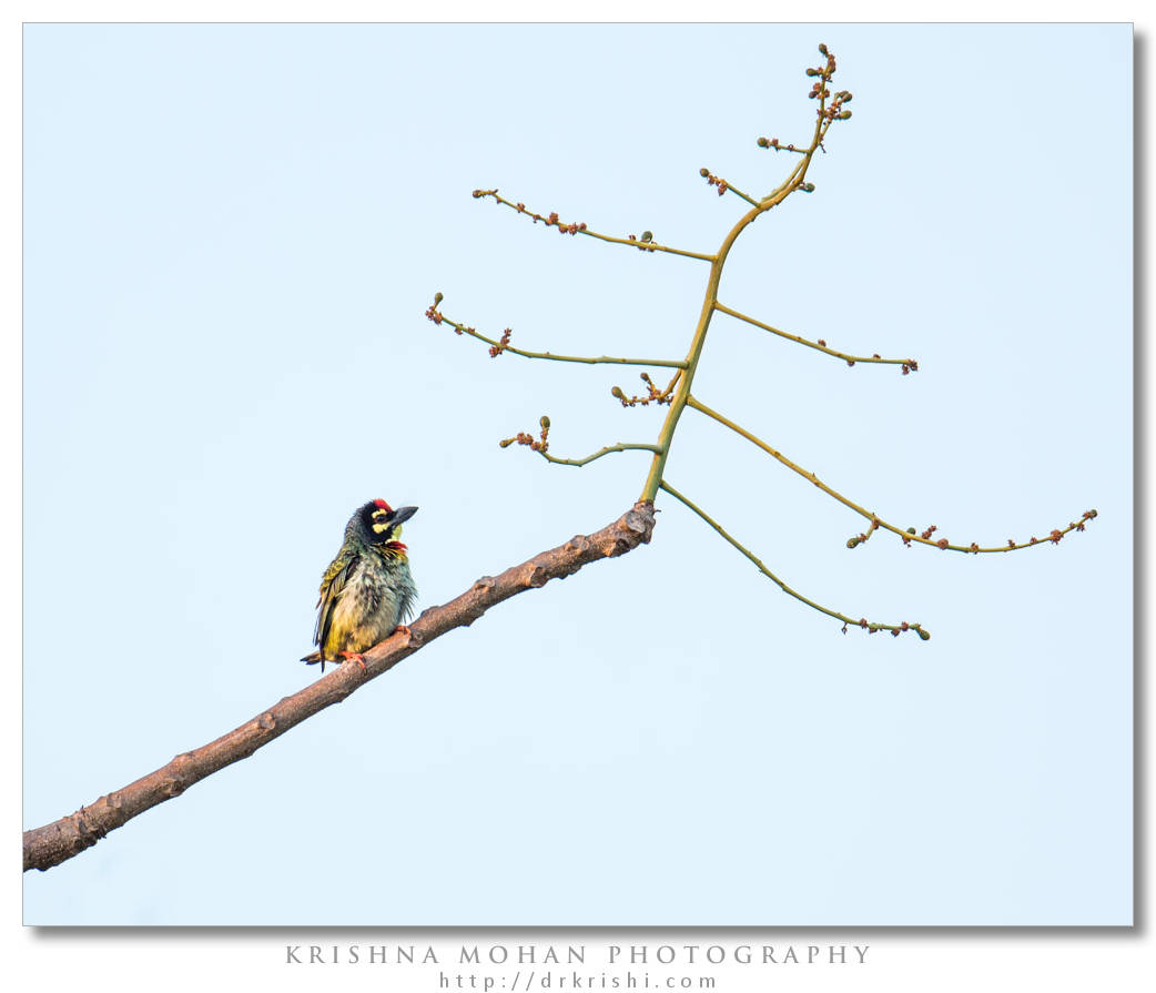 Coppersmith Barbet