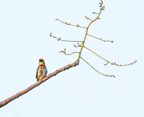 Coppersmith Barbet