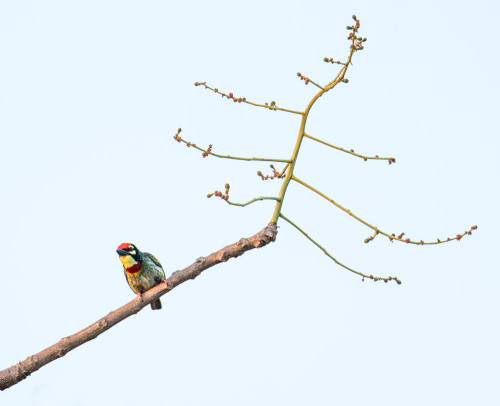 Coppersmith Barbet