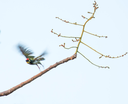 Coppersmith Barbet