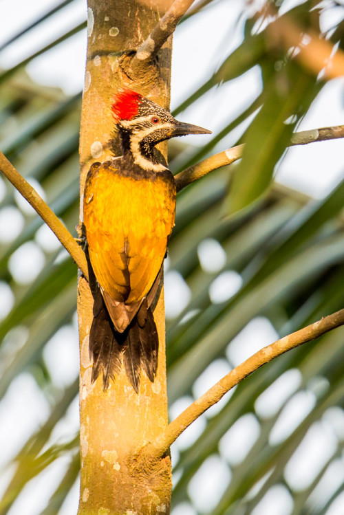 Black-rumped Flameback