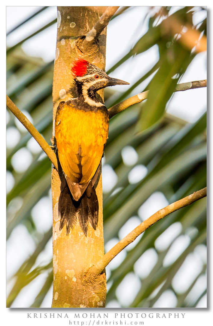 Black-rumped Flameback