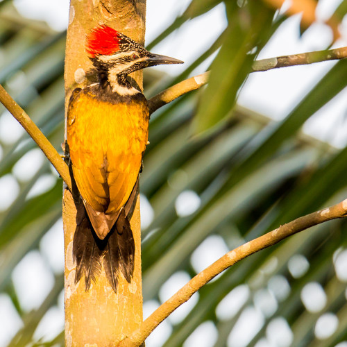 Black-rumped Flameback