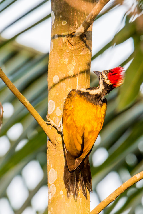 Black-rumped Flameback