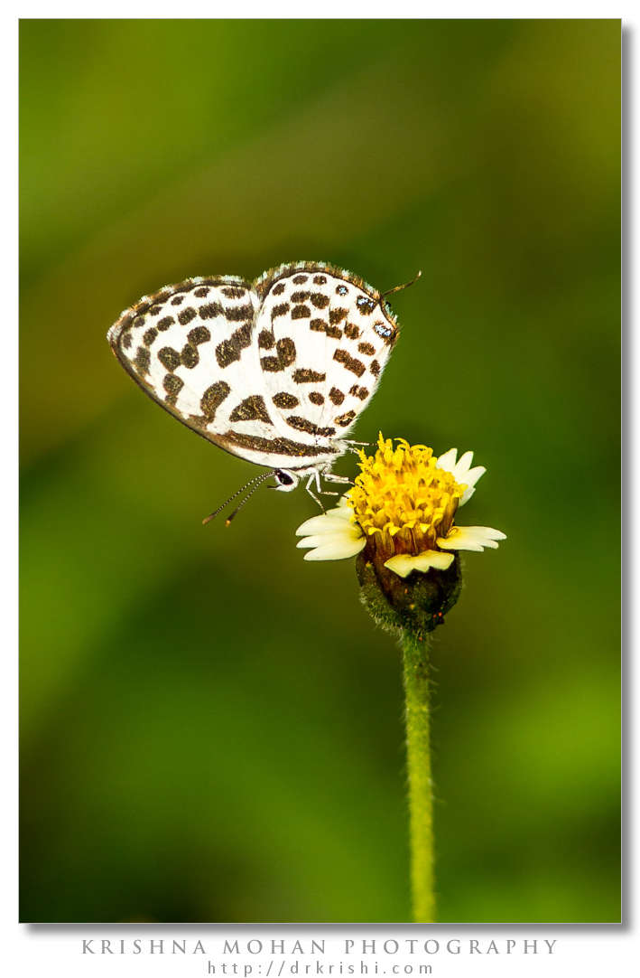 Common Pierrot