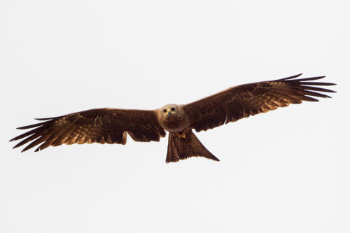 Black Kite