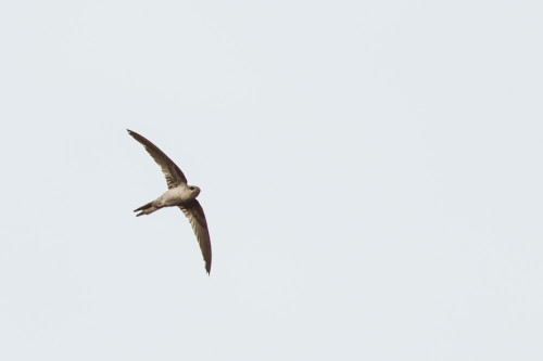 Asian Palm Swift