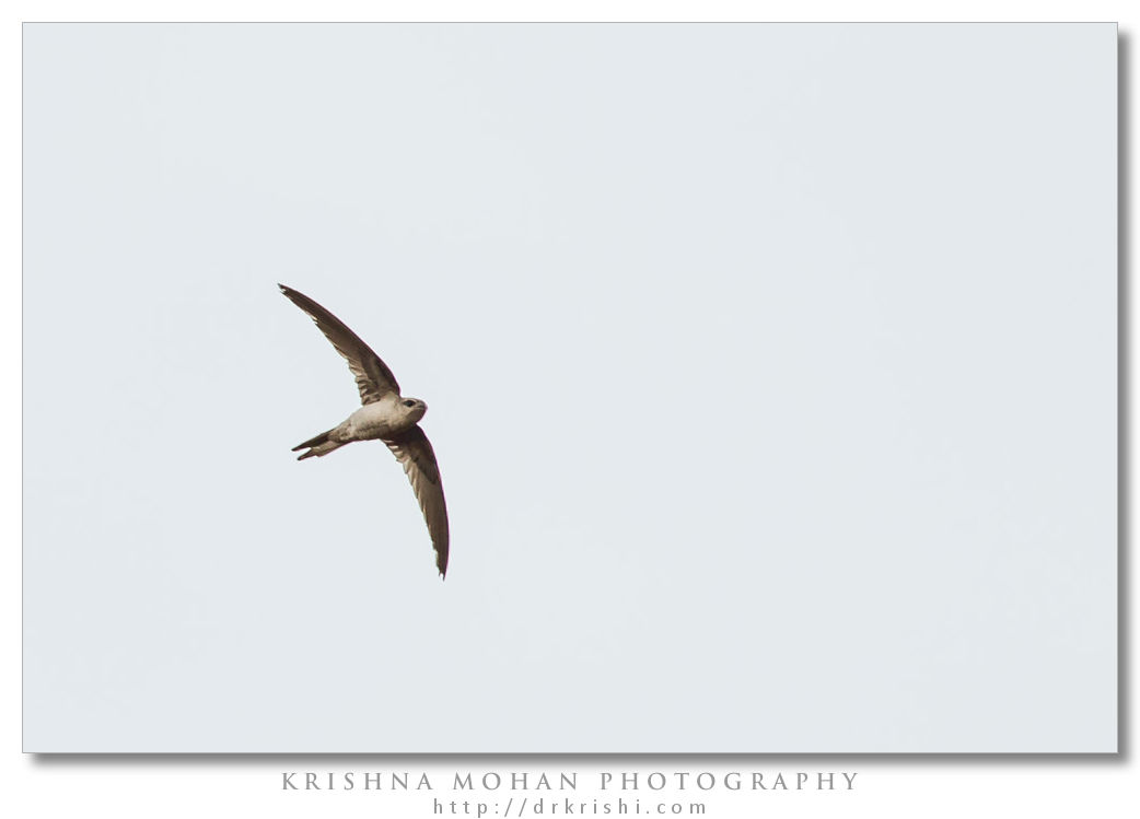 Asian Palm Swift