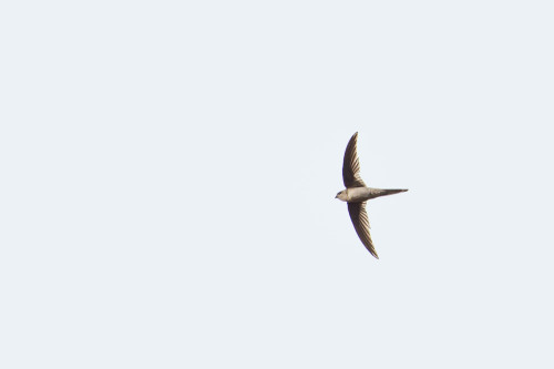 Asian Palm Swift